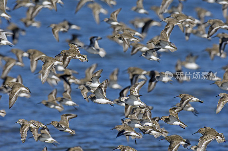 西部矶鹞渡，卡利德里斯毛里，博德加湾，加利福尼亚州。Charadrifformes Scolopacidae。飞行。